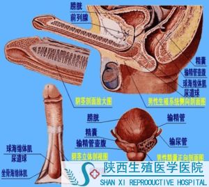 射精障碍的症状