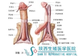 阴茎异常勃起的病因