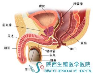尿路感染的症状