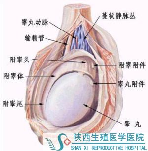 睾丸炎的病因