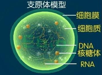 支原体感染的并发症有哪些
