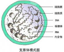 支原体感染怎么治疗