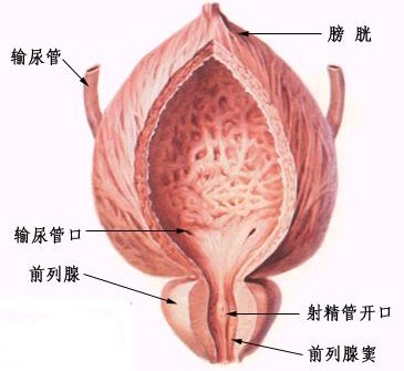 五大疗法攻破前列腺囊肿