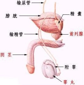 男性生殖器畸形的具体症状有哪些