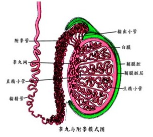 附睾畸形的分类有哪些