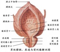 前列腺增生的早期症状有哪些