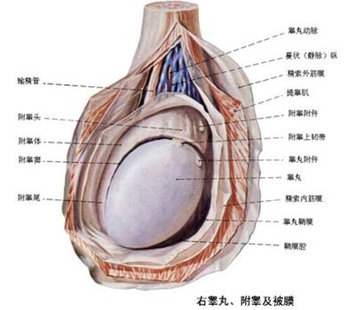 霉菌性睾丸炎