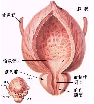 男性膀胱炎会影响生育吗