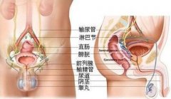 老医协为您概述:无菌性前列腺炎