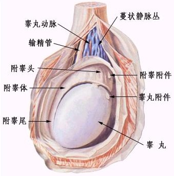 睾丸炎怎么治疗效果好