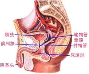 睾丸炎有哪些症状和类型