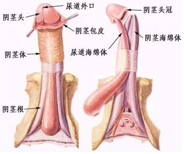 阴茎敏感神经阻断术 让男人告别早泄