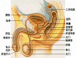 男性生殖器官图