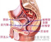 如何确诊自己得了无菌性前列腺炎