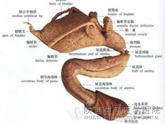  解析前列腺钙化的症状表现有哪些