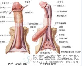 男性如何自测知否患阳痿