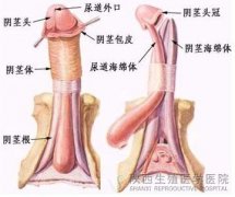 引起男性性交疼痛的原因有哪些
