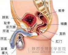 男性早泄的原因 如何进行早泄调理？